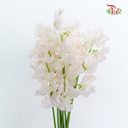 Sweet Pea Pink / 10 Stems - Pudu Ria Florist Southern