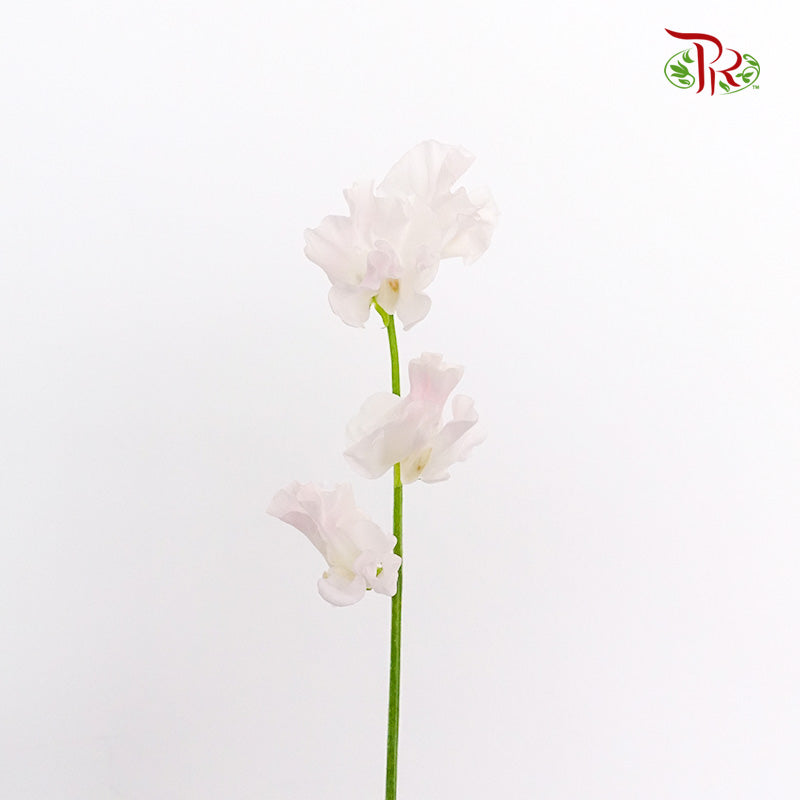 Sweet Pea Pink / 10 Stems - Pudu Ria Florist Southern