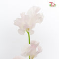 Sweet Pea Pink / 10 Stems - Pudu Ria Florist Southern