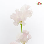 Sweet Pea Pink / 10 Stems - Pudu Ria Florist Southern