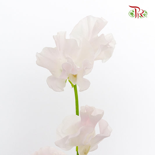 Sweet Pea Pink / 10 Stems - Pudu Ria Florist Southern