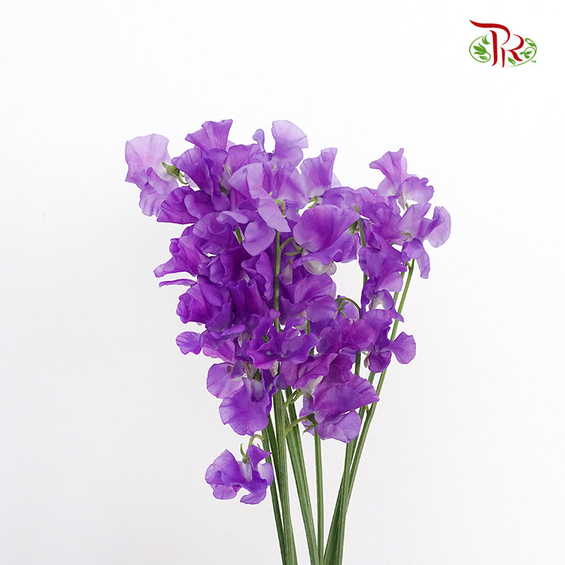 Sweet Pea Purple / 10 Stems - Pudu Ria Florist Southern