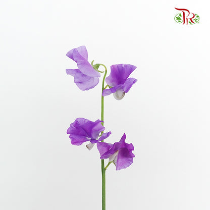 Sweet Pea Purple / 10 Stems - Pudu Ria Florist Southern