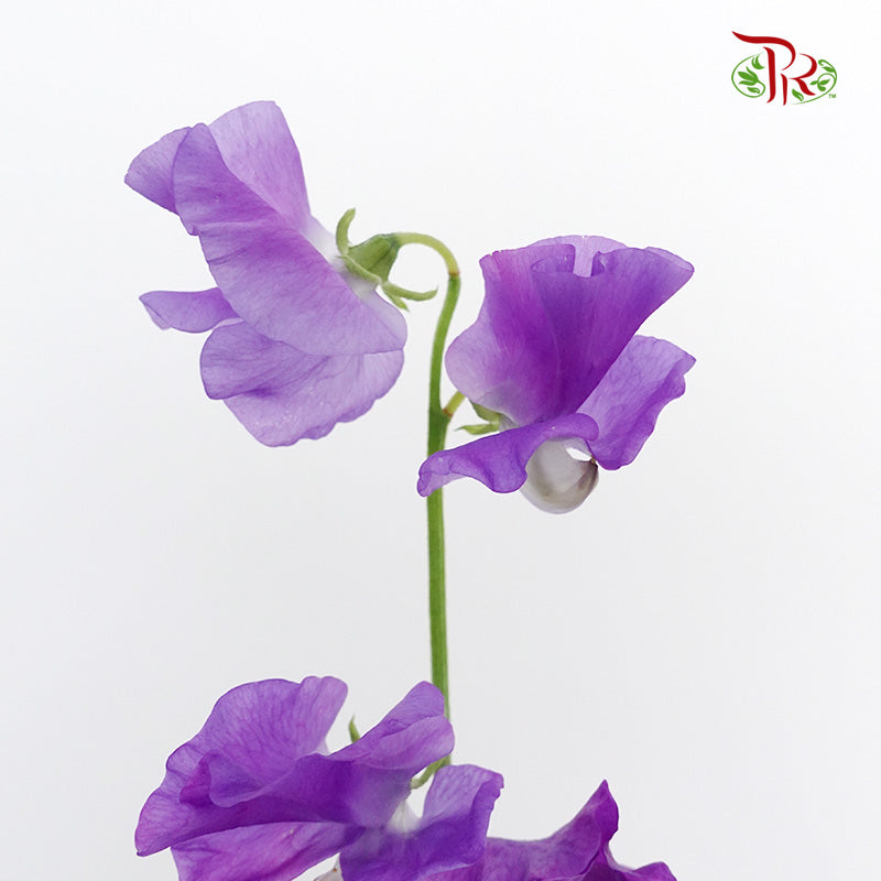 Sweet Pea Purple / 10 Stems - Pudu Ria Florist Southern