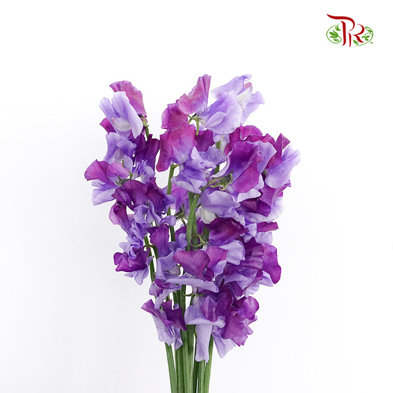 Sweet Pea Two Tone Purple / 10 Stems - Pudu Ria Florist Southern