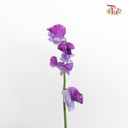 Sweet Pea Two Tone Purple / 10 Stems - Pudu Ria Florist Southern
