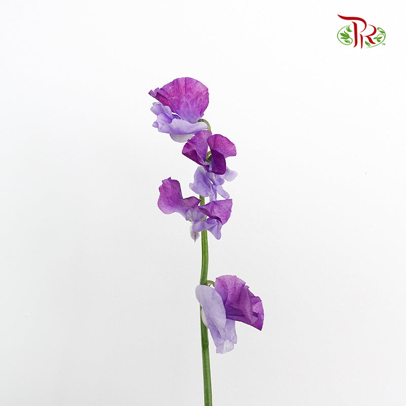 Sweet Pea Two Tone Purple / 10 Stems - Pudu Ria Florist Southern