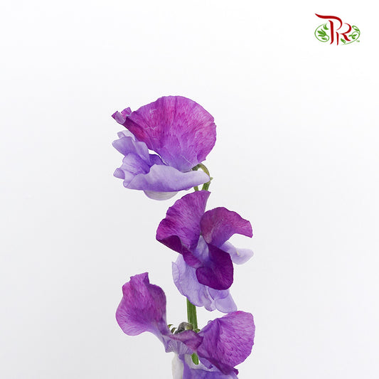 Sweet Pea Two Tone Purple / 10 Stems - Pudu Ria Florist Southern