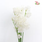 Sweet Pea White / 10 Stems - Pudu Ria Florist Southern