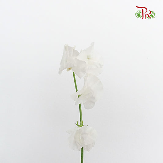 Sweet Pea White / 10 Stems - Pudu Ria Florist Southern