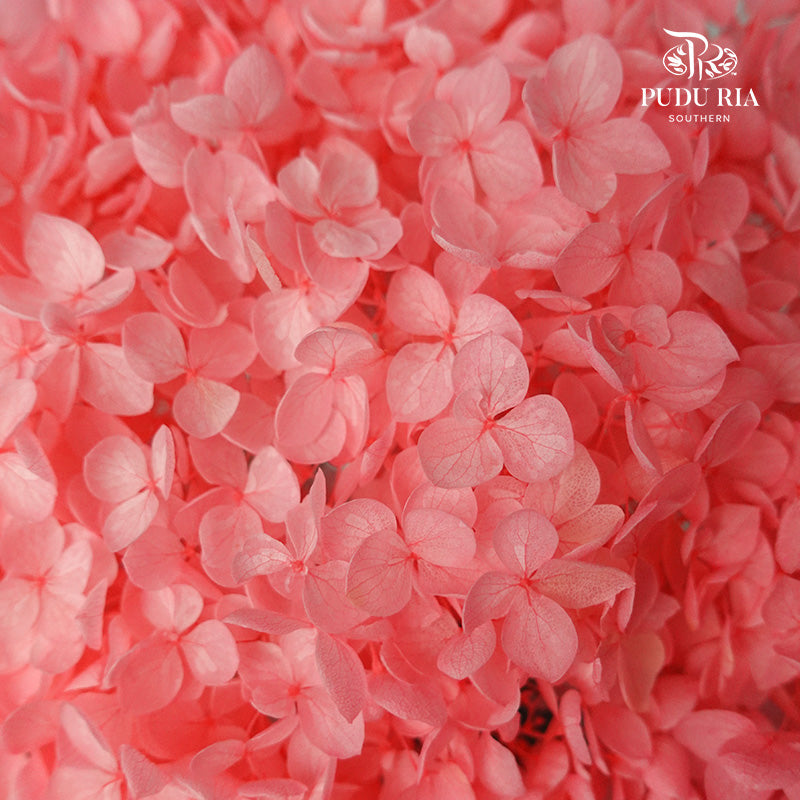 Preservative Hydrangea - Sweet Pink / Per Stem - Pudu Ria Florist Southern