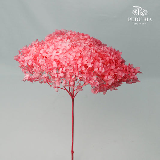 Preservative Hydrangea - Sweet Pink / Per Stem - Pudu Ria Florist Southern