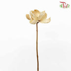 Dry Orange Lint - Pudu Ria Florist Southern