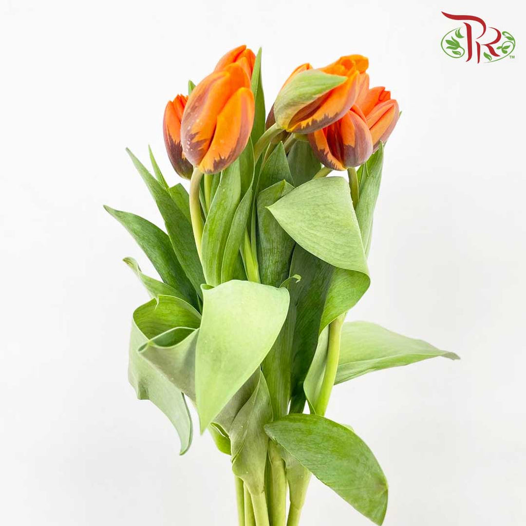 Tulip Golden (8-9 Stems) - Pudu Ria Florist Southern
