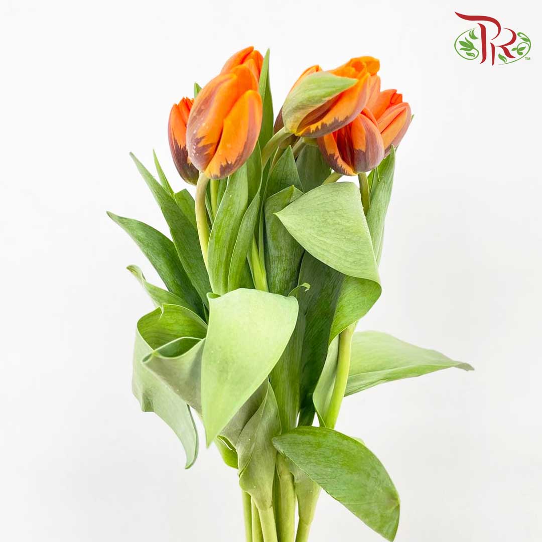 Tulip Golden (8-9 Stems) - Pudu Ria Florist Southern