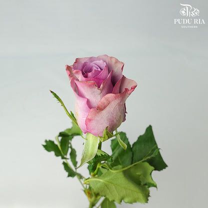 Rose Nightgale (8-10 Stems) - Pudu Ria Florist Southern