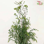 Eucalyptus Parvifolia - Pudu Ria Florist Southern