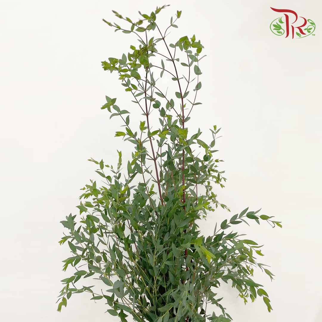 Eucalyptus Parvifolia - Pudu Ria Florist Southern