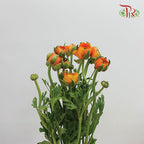 Ranunculus Orange (8 - 10 Stems) - Pudu Ria Florist Southern