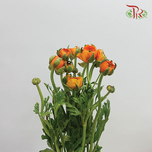 Ranunculus Orange (8 - 10 Stems) - Pudu Ria Florist Southern