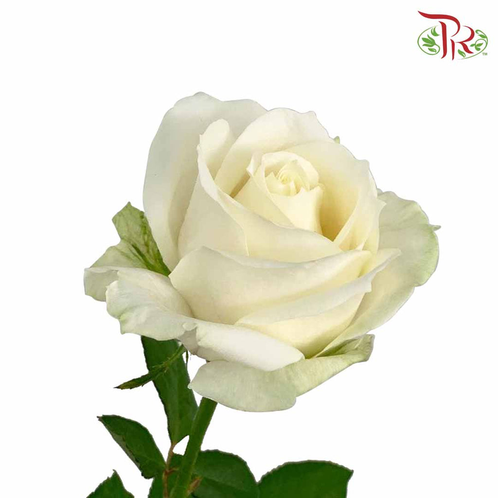 Rose White (19-20 Stems) - Pudu Ria Florist Southern