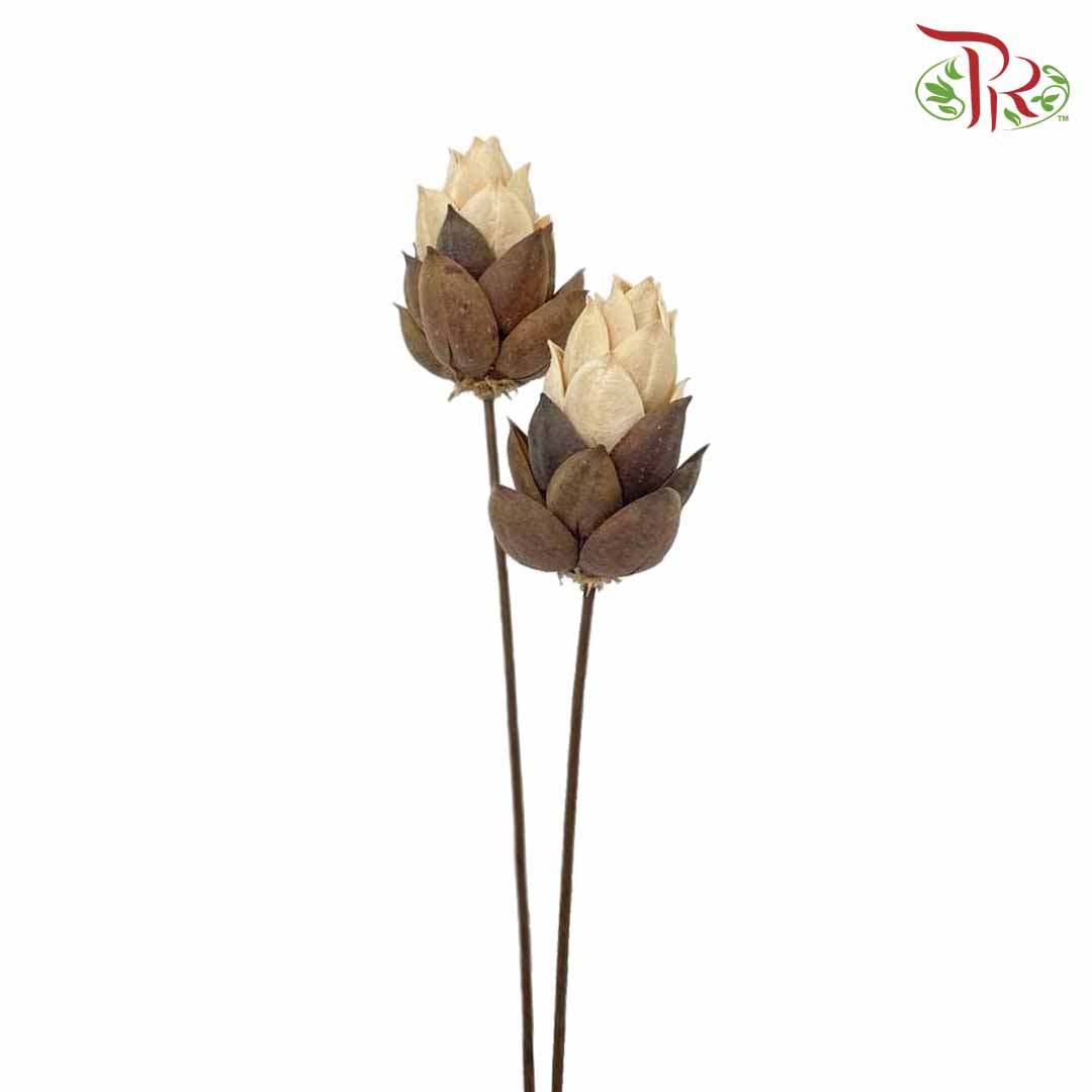 Dry Phoenix Tree Bud - White/Brown - Offer Item - Pudu Ria Florist Southern