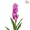 Matthiola Pink (Per Bundle) - Pudu Ria Florist Southern
