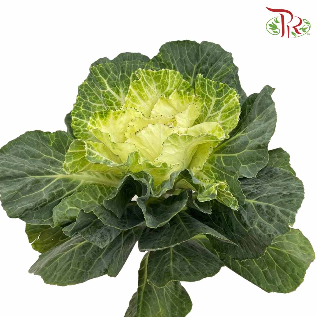 Brassica White (Per Stem) - Pudu Ria Florist Southern