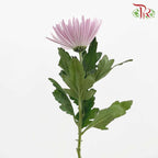 Net Mum Chrysanthemum Purple (10-12 Stems) - Pudu Ria Florist Southern