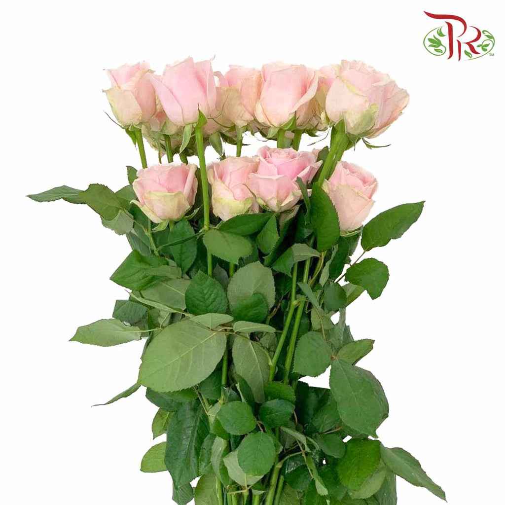 Rose Pink Avalanche (19-20 Stems) - Pudu Ria Florist Southern