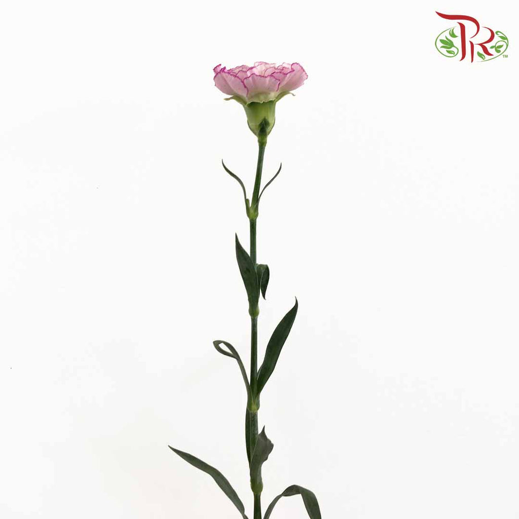 Carnation Purple-White (18-20 Stems) - Pudu Ria Florist Southern