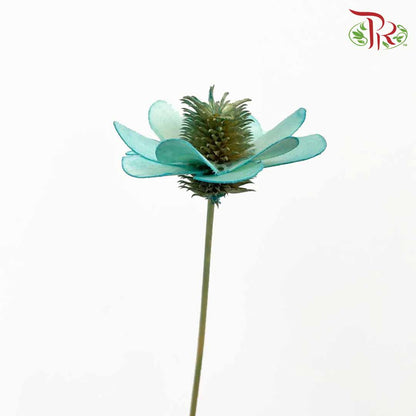 Dry Stella Luna - Tiffany Blue - Pudu Ria Florist Southern