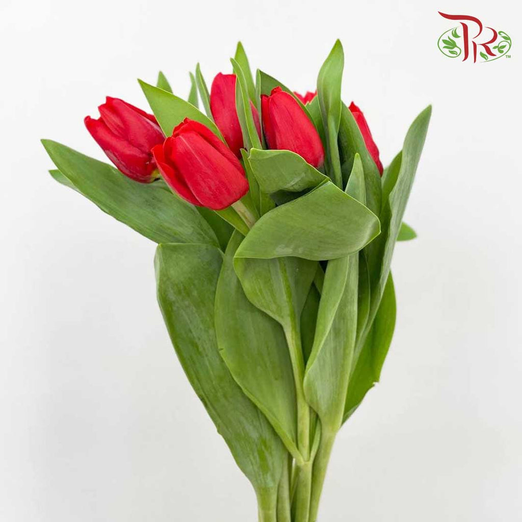 Tulip Red (8-9 Stems) - Pudu Ria Florist Southern
