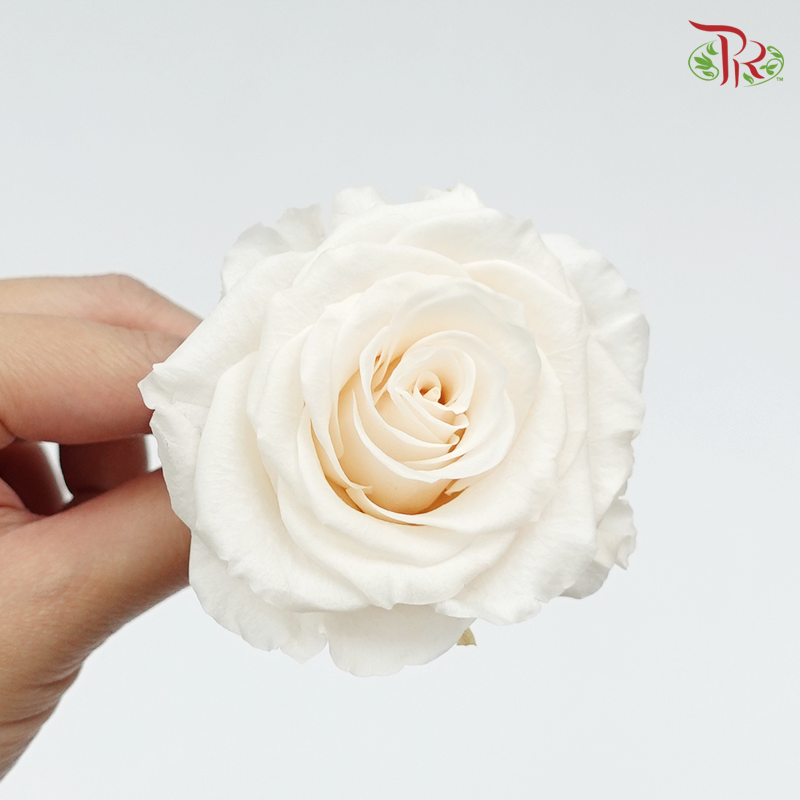 Preservative Full Bloom Rose (6 Blooms) - Cream - Pudu Ria Florist Southern
