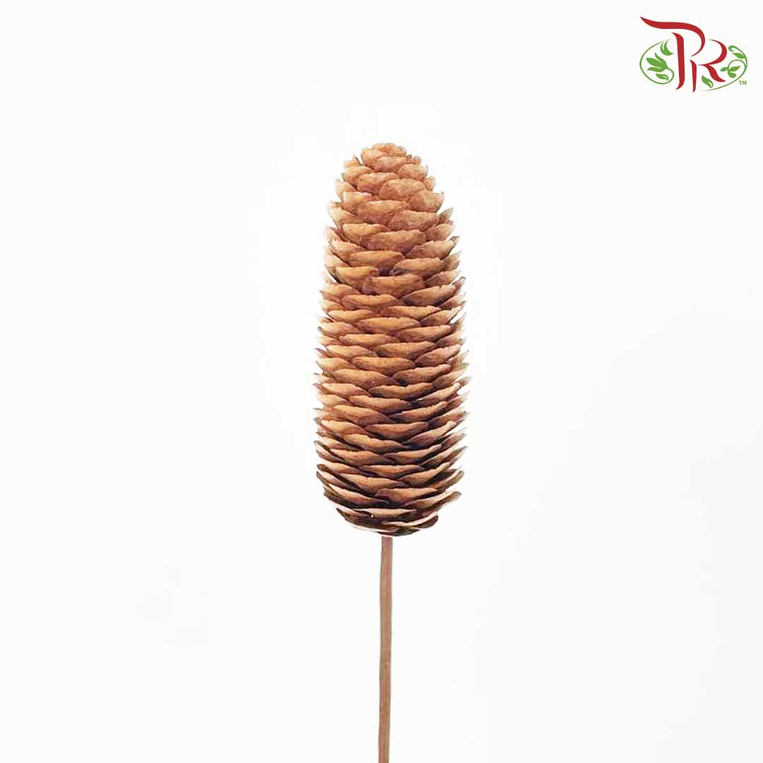 Dry Pine Cone - Pudu Ria Florist Southern