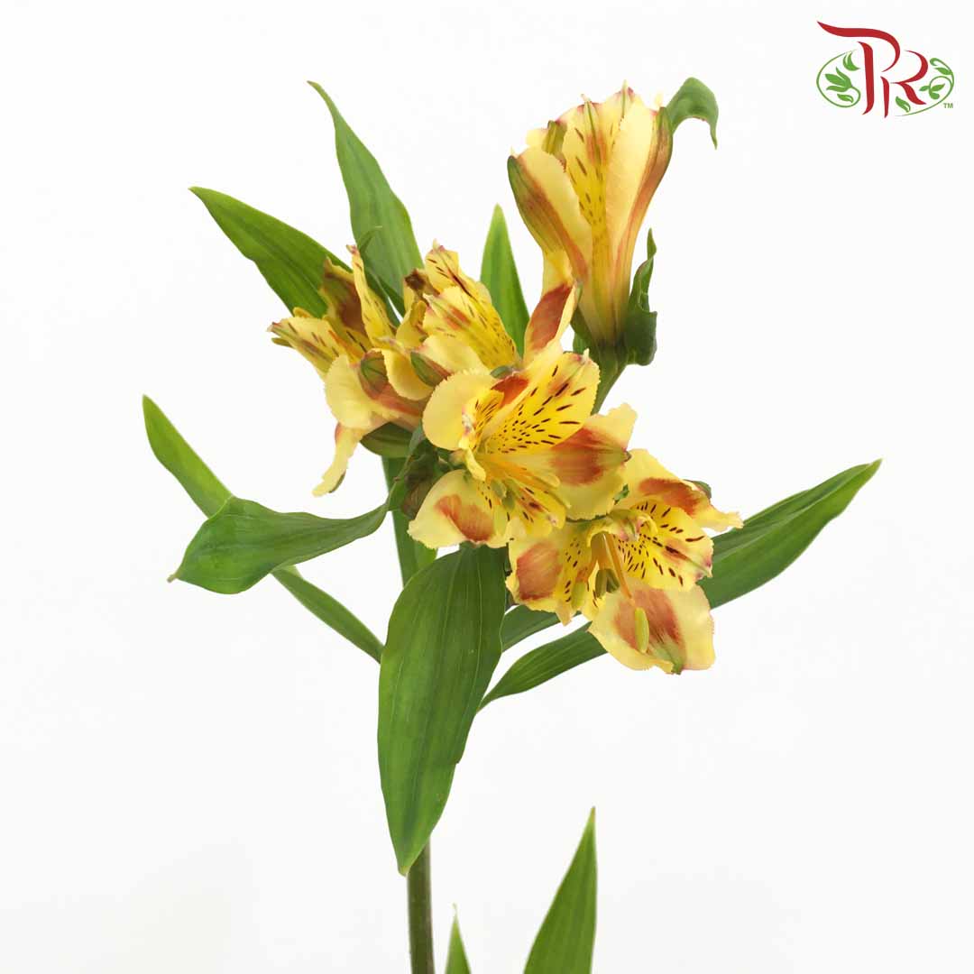 Alstroemeria Yellow (9-10 Stems) - Pudu Ria Florist Southern