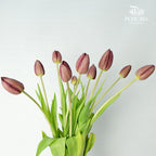 Tulip Tea (8-9 Stems) - Pudu Ria Florist Southern