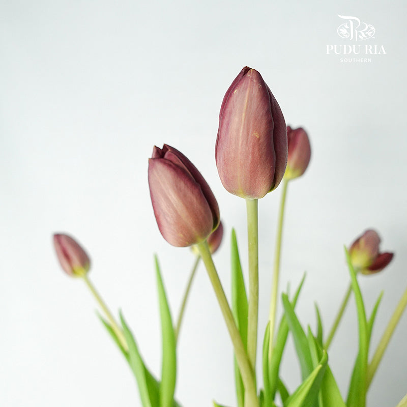 Tulip Tea (8-9 Stems) - Pudu Ria Florist Southern