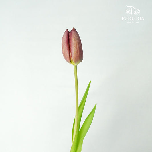 Tulip Tea (8-9 Stems) - Pudu Ria Florist Southern
