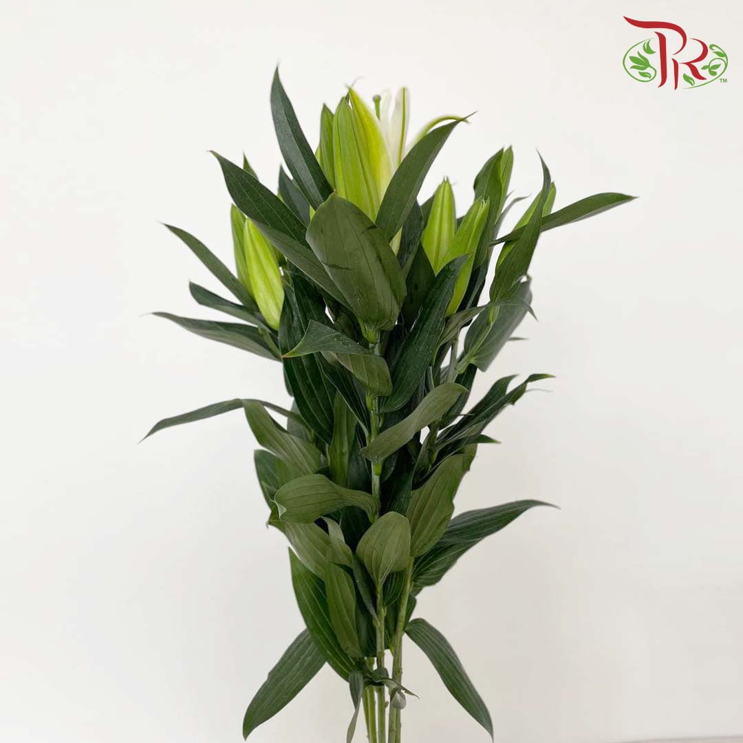 Lily Yellow (5 Stems) - Pudu Ria Florist Southern