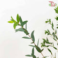 Eucalyptus Parvifolia - Pudu Ria Florist Southern