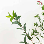 Eucalyptus Parvifolia - Pudu Ria Florist Southern