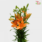 Tiger Lily Orange (5 Stems) - Pudu Ria Florist Southern