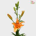 Tiger Lily Orange (5 Stems) - Pudu Ria Florist Southern