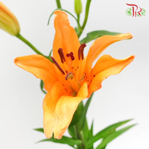 Tiger Lily Orange (5 Stems) - Pudu Ria Florist Southern