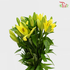 Tiger Lily Yellow (5 Stems) - Pudu Ria Florist Southern