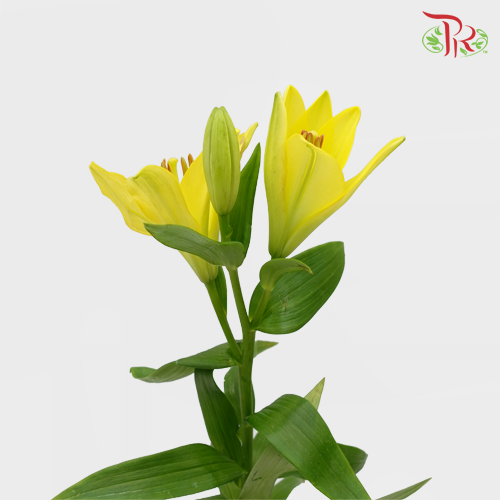 Tiger Lily Yellow (5 Stems) - Pudu Ria Florist Southern