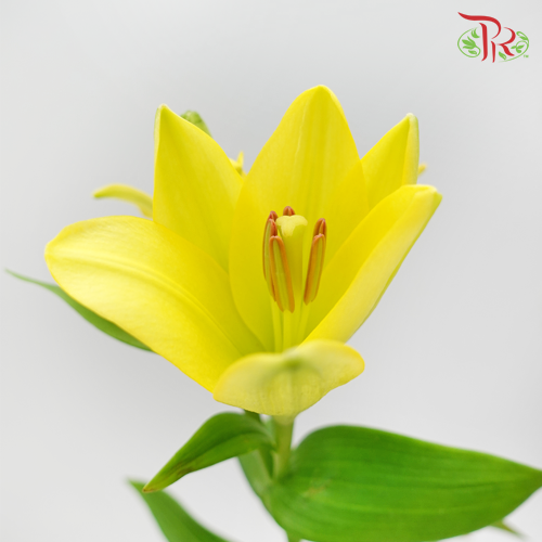 Tiger Lily Yellow (5 Stems) - Pudu Ria Florist Southern