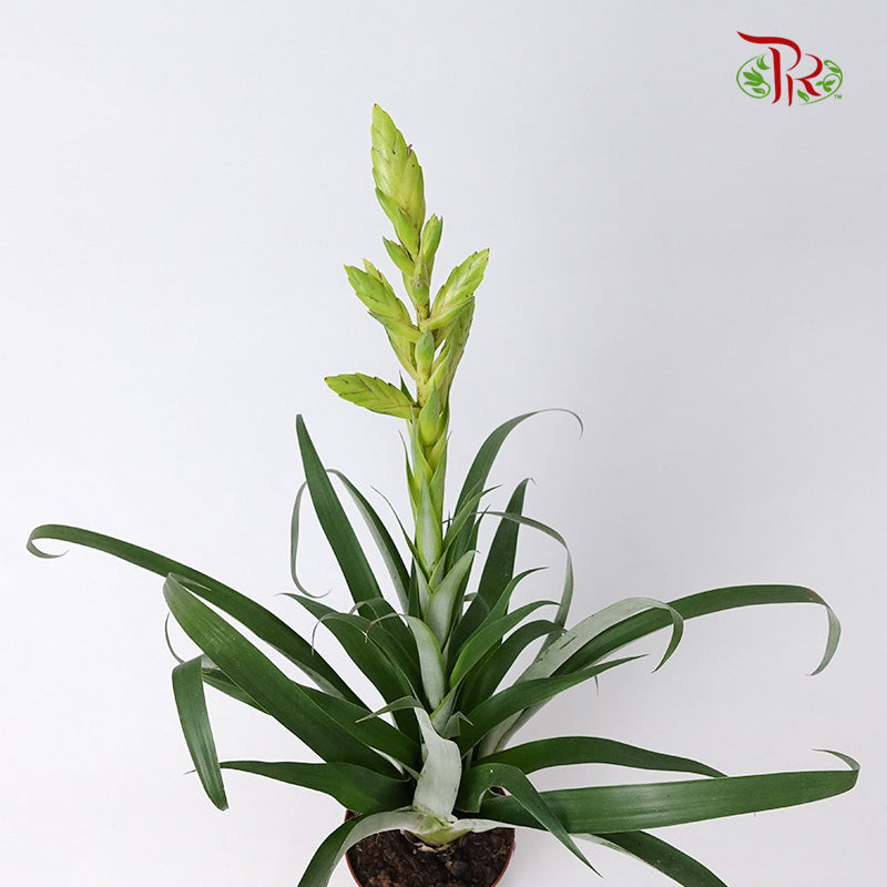 Tillandsia Oerstediana - Pudu Ria Florist Southern