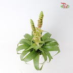 Tillandsia Samantha - Pudu Ria Florist Southern